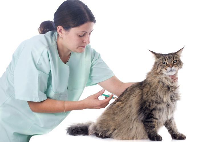 Injection pour chat