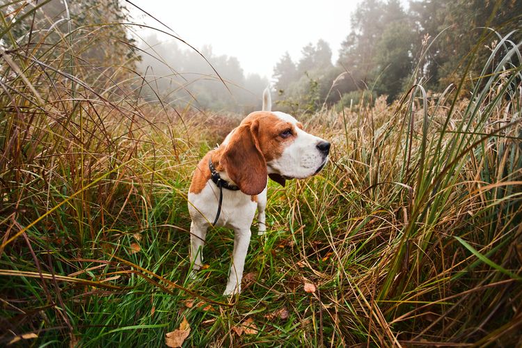 Beagle en promenade