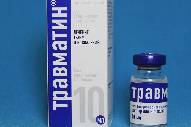 Traumatisme chez les chiens