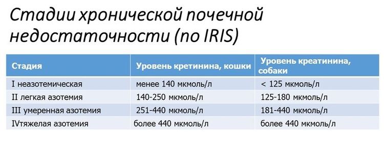 Stades de l'insuffisance rénale chronique chez le chat