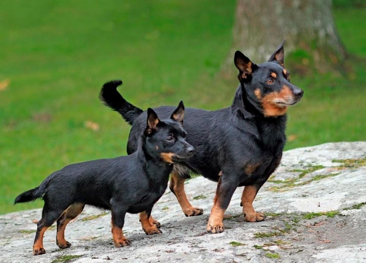 Lancashire Heeler avec un chiot