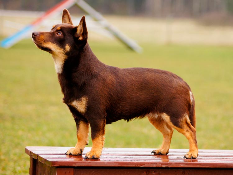 Lancashire Heeler marron et beige