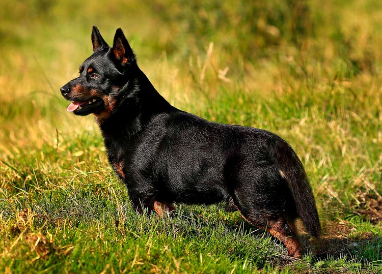 Lancashire Heeler Standard