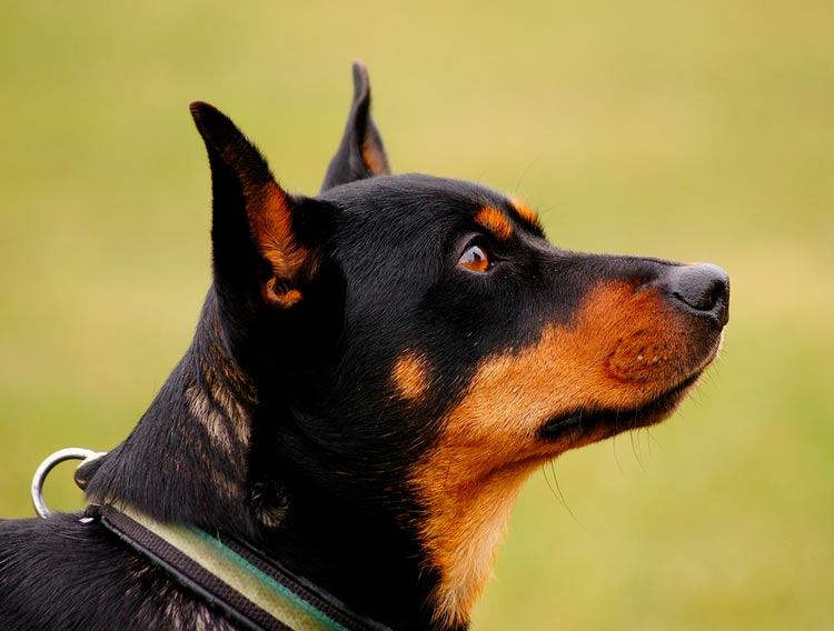 race de chien Lancashire Heeler