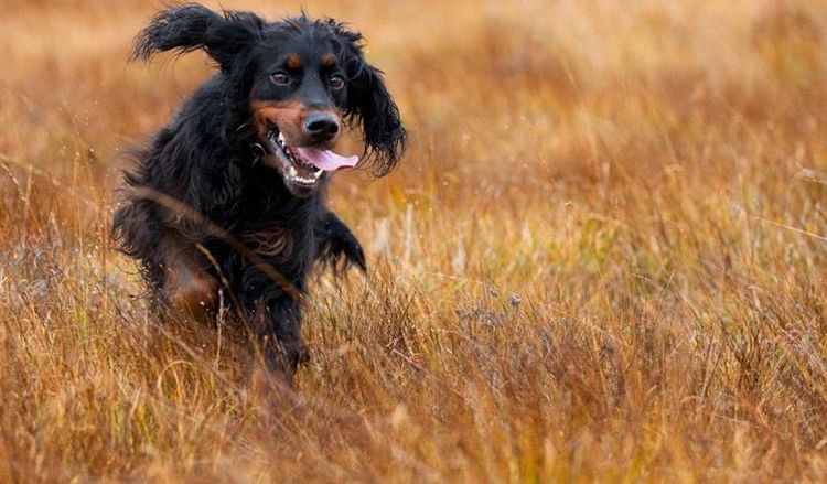 Setter écossais (Gordon)
