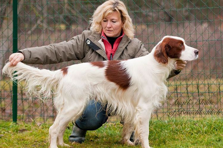 Setter irlandais rouge et blanc