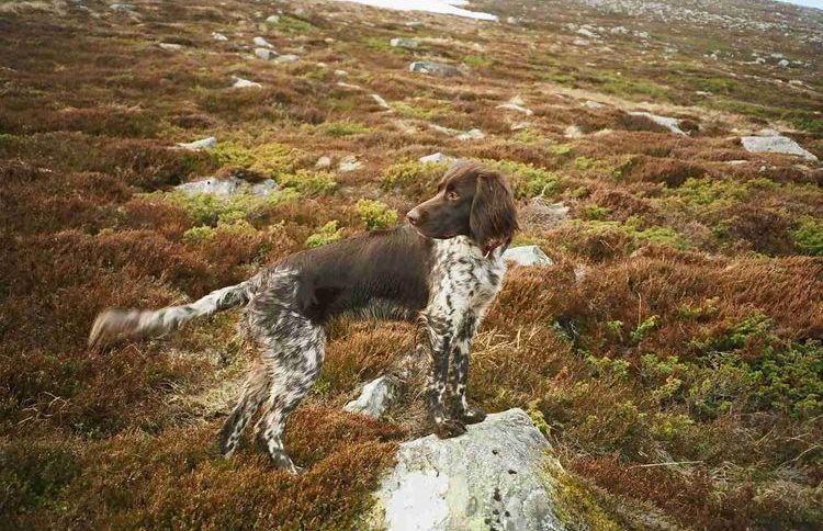 Petit pointer de Munsterlander