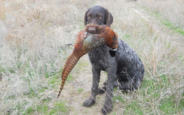 Braque allemand à poil dur