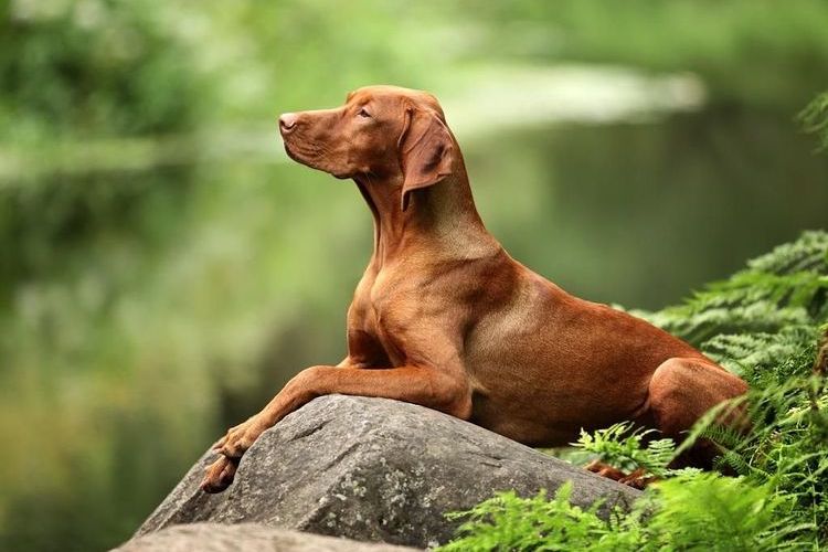 Vizsla hongrois
