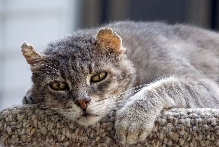 Un chat âgé