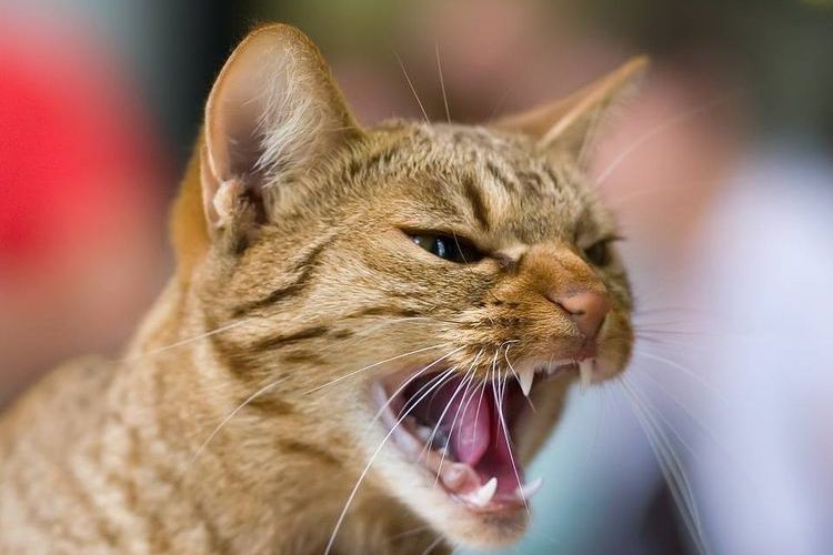 Le chat est stressé