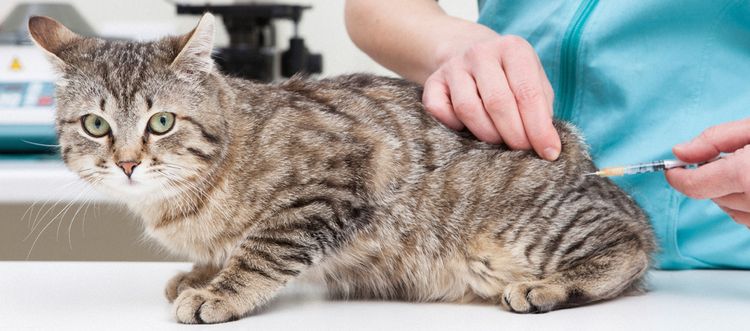 Injection intramusculaire pour un chat