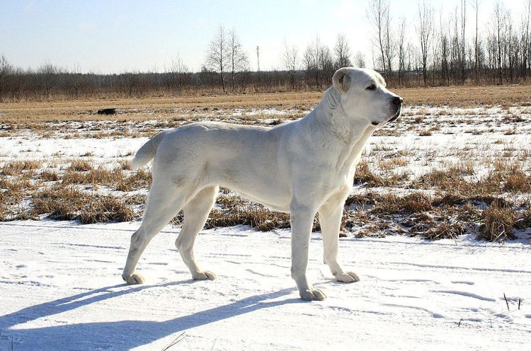 Alabai (Berger asiatique)