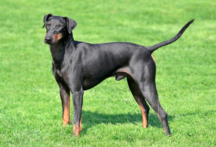 Manchester Terrier anglais