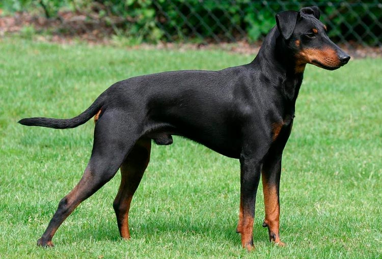 Manchester Terrier Stanlart