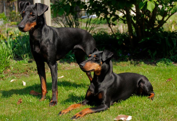deux Manchester Terriers