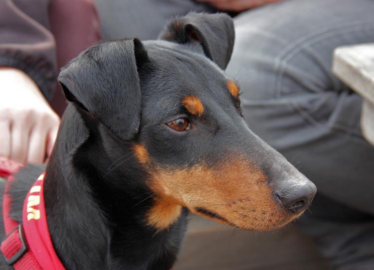 À quoi ressemble un Manchester Terrier ?