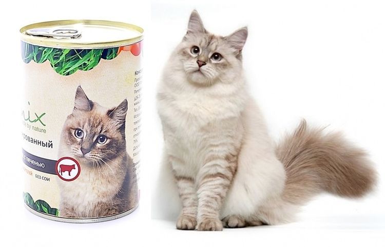 Nourriture biologique pour chats