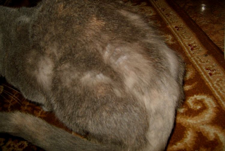 Le chat devient chauve