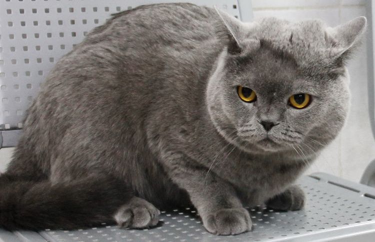 Hyperthyroïdie chez les chats