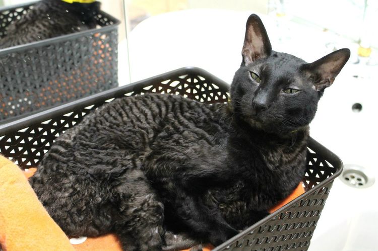 Rex noir de Cornouailles