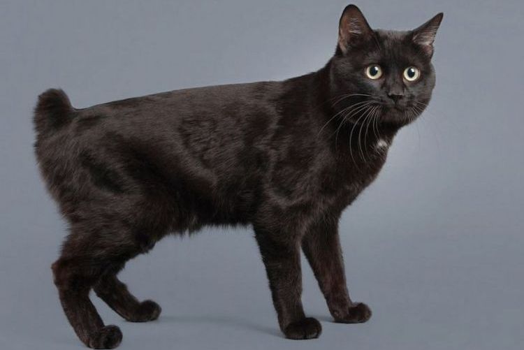 Bobtail japonais noir