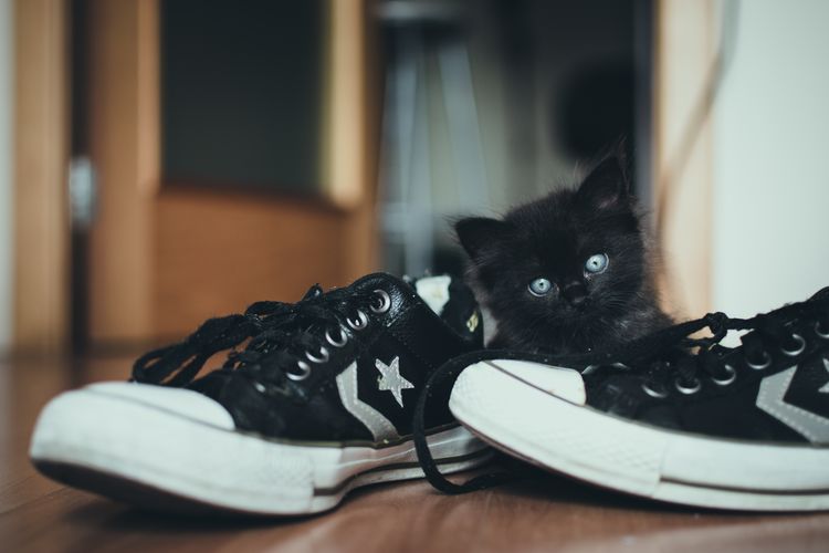 Chaton noir en baskets