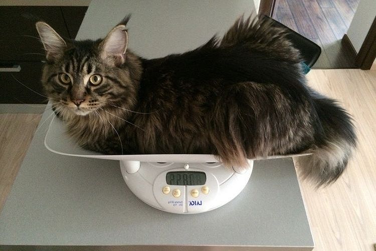 Comment peser un chat