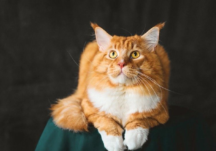 Maine Coon