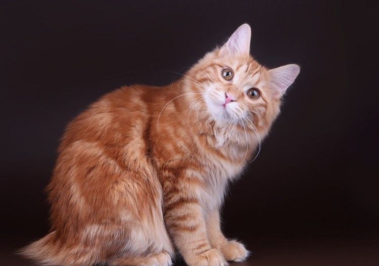 Bobtail des Kouriles