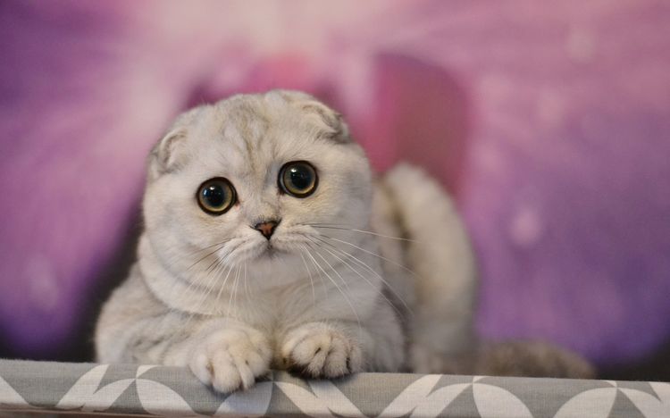 Scottish Fold