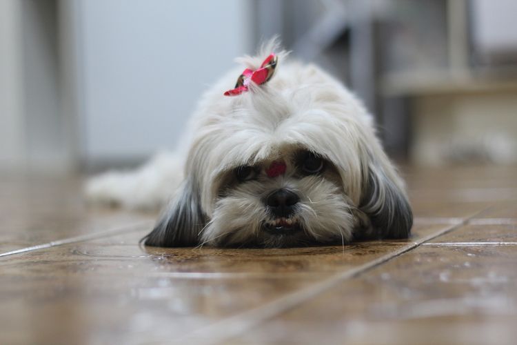 Shih Tzu