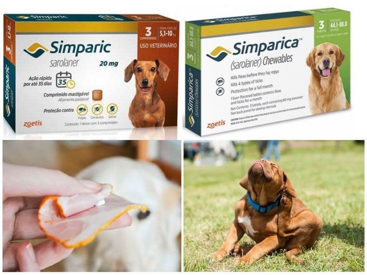 Comment administrer des médicaments à un chien