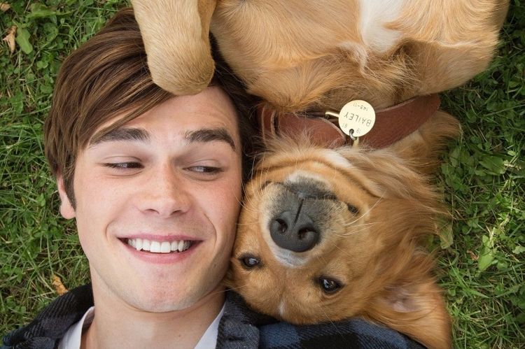 Le chien d'Archie Andrews