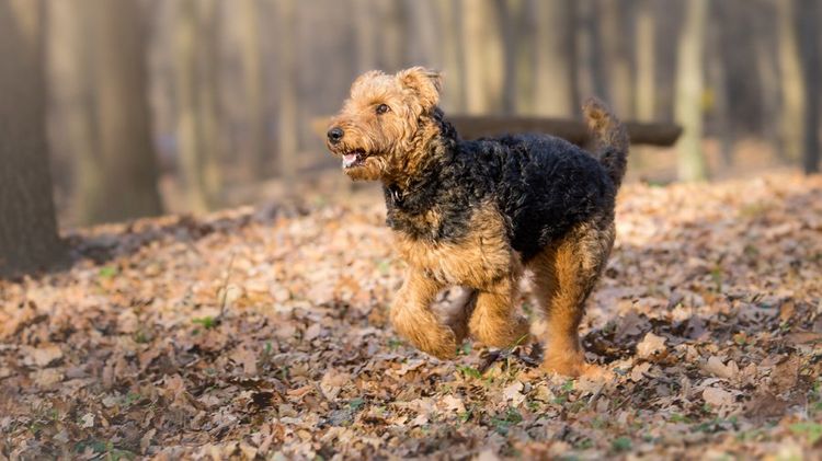 airedale