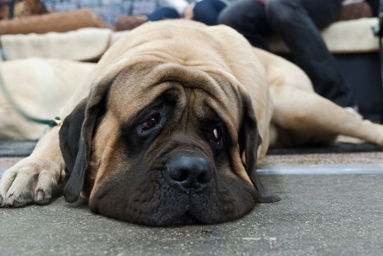 Mastiff anglais