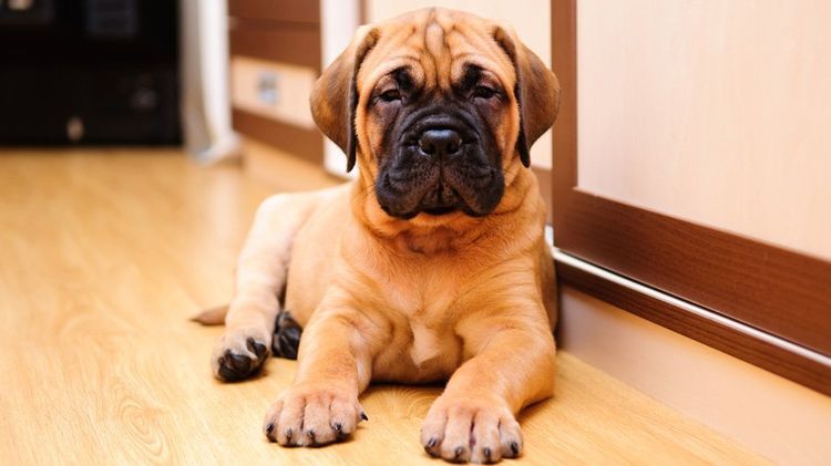 Bullmastiff