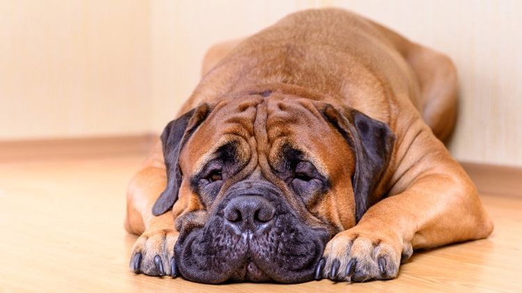 Bullmastiff