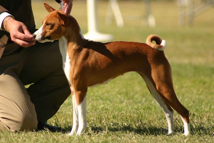 Basenji