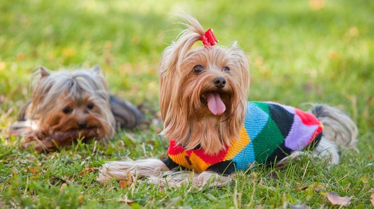 Yorkshire Terrier