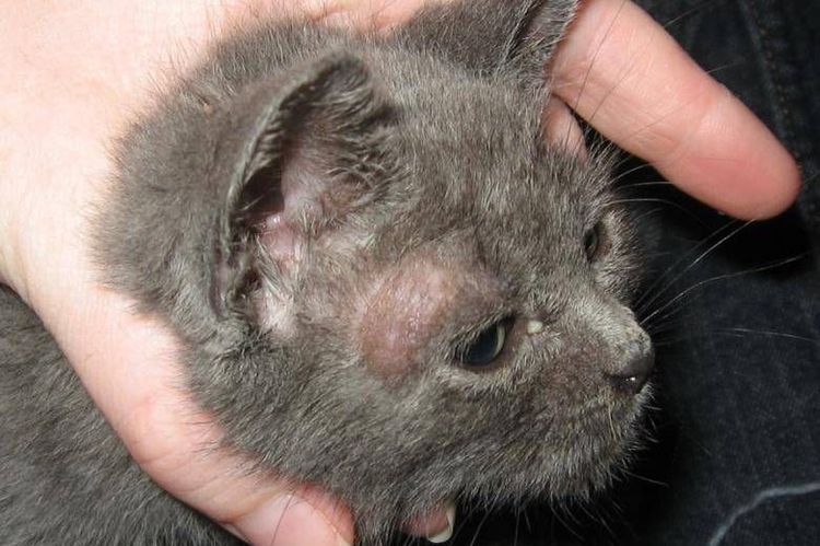 Photo de teigne sur un chat