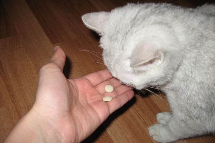 Vitamines pour chats