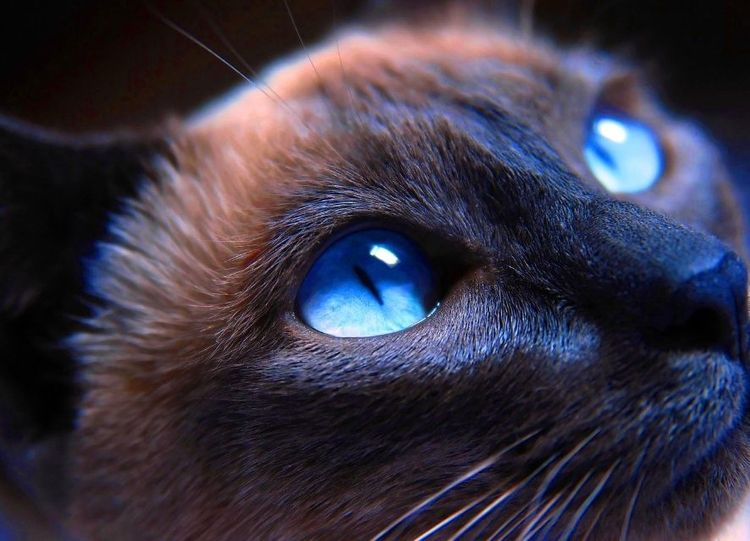 Un chat aux yeux bleus