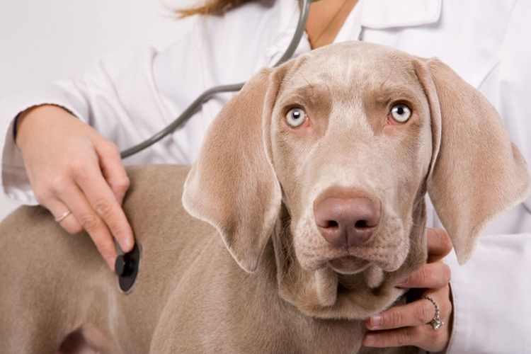 Chien chez le vétérinaire