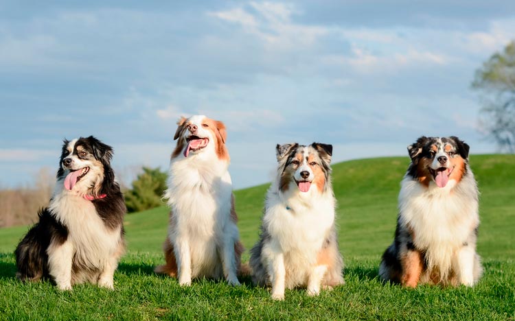 quatre bergers australiens