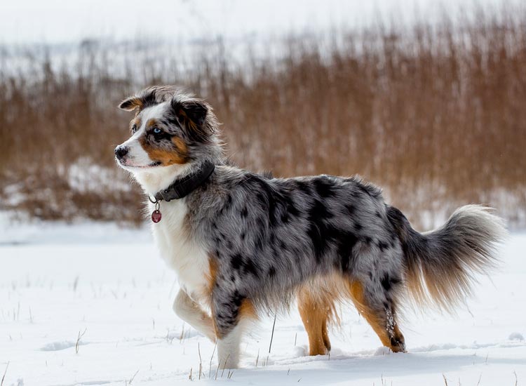 Berger Australien standard