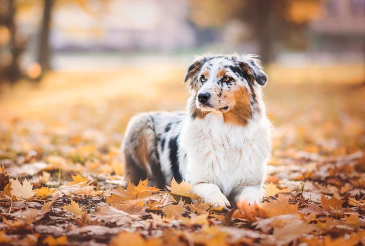 À quoi ressemble un berger australien ?