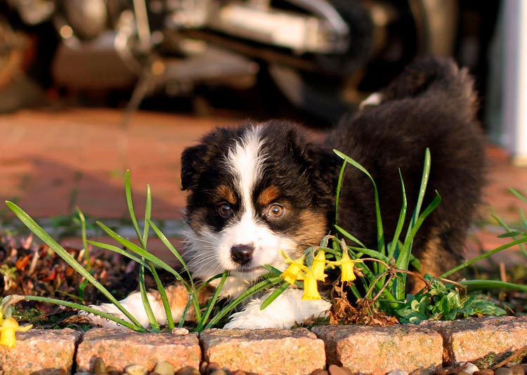 chiot Berger Australien