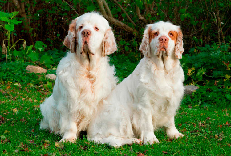 deux Clumbers sur la photo