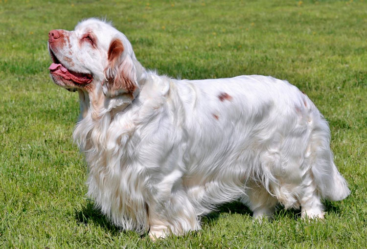 standard de la race Clumber Spaniel